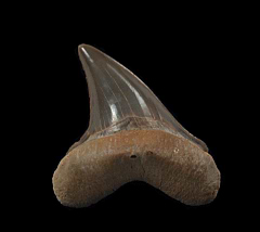 Cretoxyrhina mantelli tooth for sale | Buried Treasure Fossils
