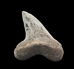 Rare Cretoxyrhina mantelli tooth for sale | Buried Treasure Fossils
