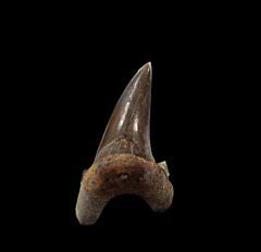 Kansas Cardabiodon venator tooth for sale | Buried Treasure Fossils