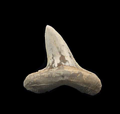 Real Cretoxyrhina mantelli shark tooth for sale | Buried Treasure Fossils