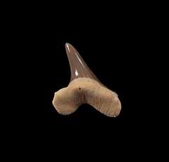 Perfect Cretoxyrhina mantelli shark tooth from Kansas.
