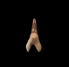 Cretoxyrhina mantelli shark tooth.
