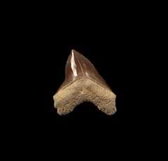 Large Squalicorax hartwelli shark tooth for sale | Buried Treasure Fossils