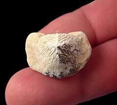 Kansas Ptychodus mortoni tooth for sale | Buried Treasure Fossils