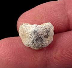 Gore County Ptychodus mortoni tooth for sale | Buried Treasure Fossils