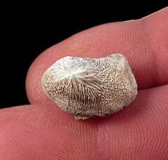 Kansas S. mortoni tooth for sale | Buried Treasure Fossils
