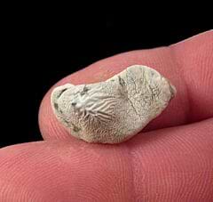 Real Ptychodus mortoni tooth for sale | Buried Treasure Fossils
