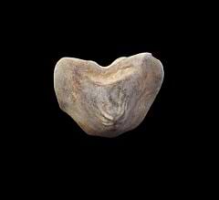 Kansas Ptychodus whipplei tooth for sale | Buried Treasure Fossils