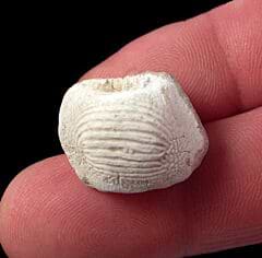 Kansas Ptychodus marginallis tooth for sale | Buried Treasure Fossils