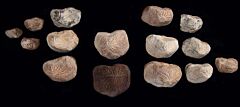 Large Ptychodus mortoni shark tooth for sale | Buried Treasure Fossils