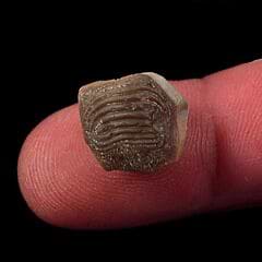 Kansas Ptychodus mammillaris tooth for sale | Buried Treasure Fossils
