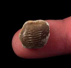 Ptychodus mammillaris tooth for sale | Buried Treasure Fossils