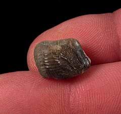Ness County Ptychodus polygyrus tooth for sale | Buried Treasure Fossils