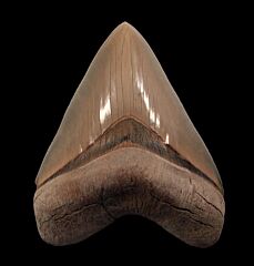 Aurora Megalodon tooth for sale | Buried Treasure Fossils