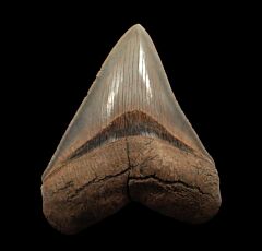 Gem Lee Creek Megalodon tooth for sale | Buried Treasure Fossils