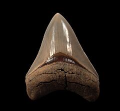 Incredible Lee Creek Megalodon tooth for sale | Buried Treasure Fossils