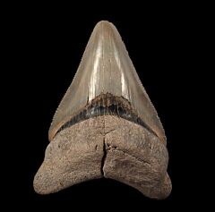 Nice Aurora Megalodon shark tooth for sale | Buried Treasure Fossils