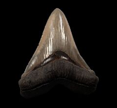 Miocene Chubutensis shark tooth for sale | Buried Treasure Fossils