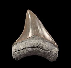 Nice Aurora Meg tooth for sale | Buried Treasure Fossils