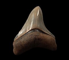 Real Aurora Megalodon tooth for sale | Buried Treasure Fossils