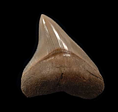 Quality Lee Creek Meg tooth for sale | Buried Treasure Fossils