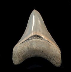Quality Aurora Meg tooth | Buried Treasure Fossils