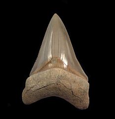 Top Quality Chubutensis tooth for sale | Buried Treasure Fossils