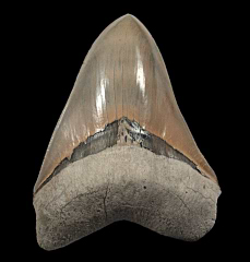 Gem 6" Lee Creek  Megalodon tooth | Buried Treasure Fossils