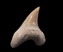 Lee Creek Parotodus benedeni shark tooth for sale | Buried Treasure Fossils