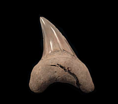 Aurora Parotodus benedeni tooth for sale | Buried Treasure Fossils