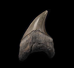 Aurora Parotodus benedeni tooth for sale | Buried Treasure Fossils