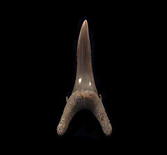 Big LC Carcharias taurus tooth for sale | Buried Treasure Fossils