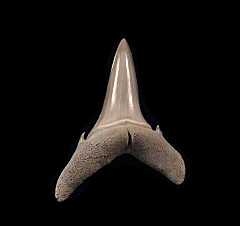 Colorful Aurora Sand tiger shark tooth for sale | Buried Treasure Fossils