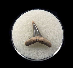 Top Quality Lee Creek Carcharias cuspidata shark tooth for sale | Buried Treasure Fossils