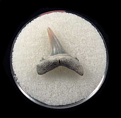 Cheap Lee Creek Sand tiger shark shark tooth | Buried Treasure Fossils