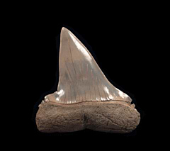 Extra Large Lee Creek Isurus hastalis tooth | Buried Treasure Fossils