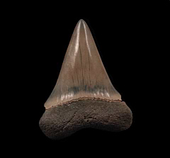Perfect Lee Creek Cosmopolitodus tooth for sale | Buried Treasure Fossils