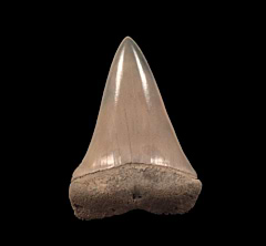 Brown Lee Creek Mako shark tooth for sale | Buried Treasure Fossils