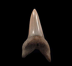 Quality Lee Creek Carcharodon hastalis tooth for sale | Buried Treasure Fossils