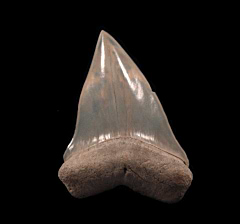 Top Quality Aurora Mako upper jaw tooth for sale | Buried Treasure Fossils