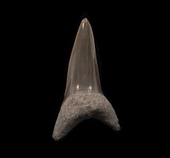 Aurora Cosmopolitodus hastalis lateral tooth for sale | Buried Treasure Fossils
