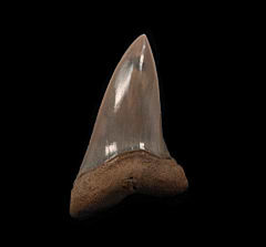 Quality Lee Creek Isurus hastalis tooth for sale | Buried Treasure Fossils