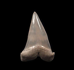 Quality Lee Creek Cosmopolitodus hastalis tooth for sale | Buried Treasure Fossils