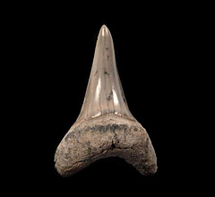 Colorful Lee Creek Hastalis tooth | Buried Treasure Fossils