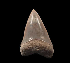 Brown Lee Creek Mako shark tooth | Buried Treasure Fossils