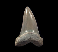 Rare Lee Creek Cosmopolitodus hastalis tooth for sale | Buried Treasure Fossils