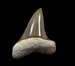 Aurora A3 anterior Mako tooth for sale | Buried Treasure Fossils