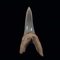 Isurus oxyrinchus - Shortfin Mako