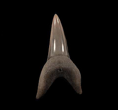 Aurora Isurus oxyrinchus tooth | Buried Treasure Fossils