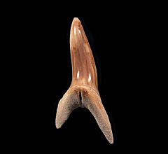 Lee Creek Isurus desoti tooth | Buried Treasure Fossils